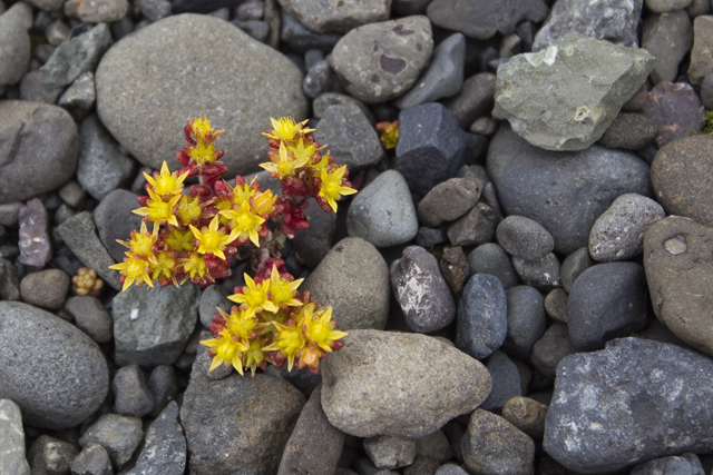 2011-07-05_15-12-25 island.jpg - Einjhrige Fetthenne (Sedum annuum)